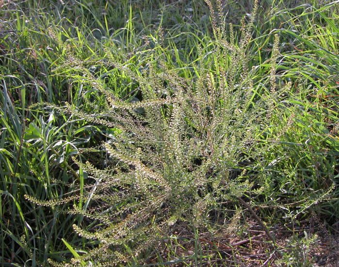 Lepidium graminifolium